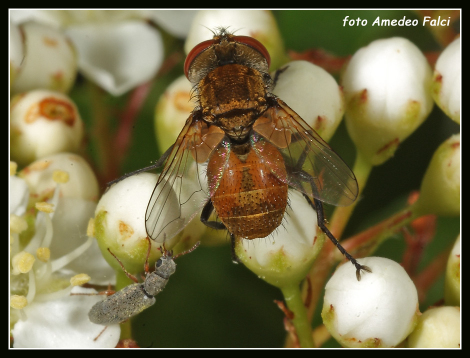 Dalla Sicilia: Eliozeta helluo (Tachinidae)